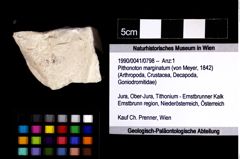 Foto (Objket + Etiketten) von Pithonoton marginatum (von Meyer, 1842) 